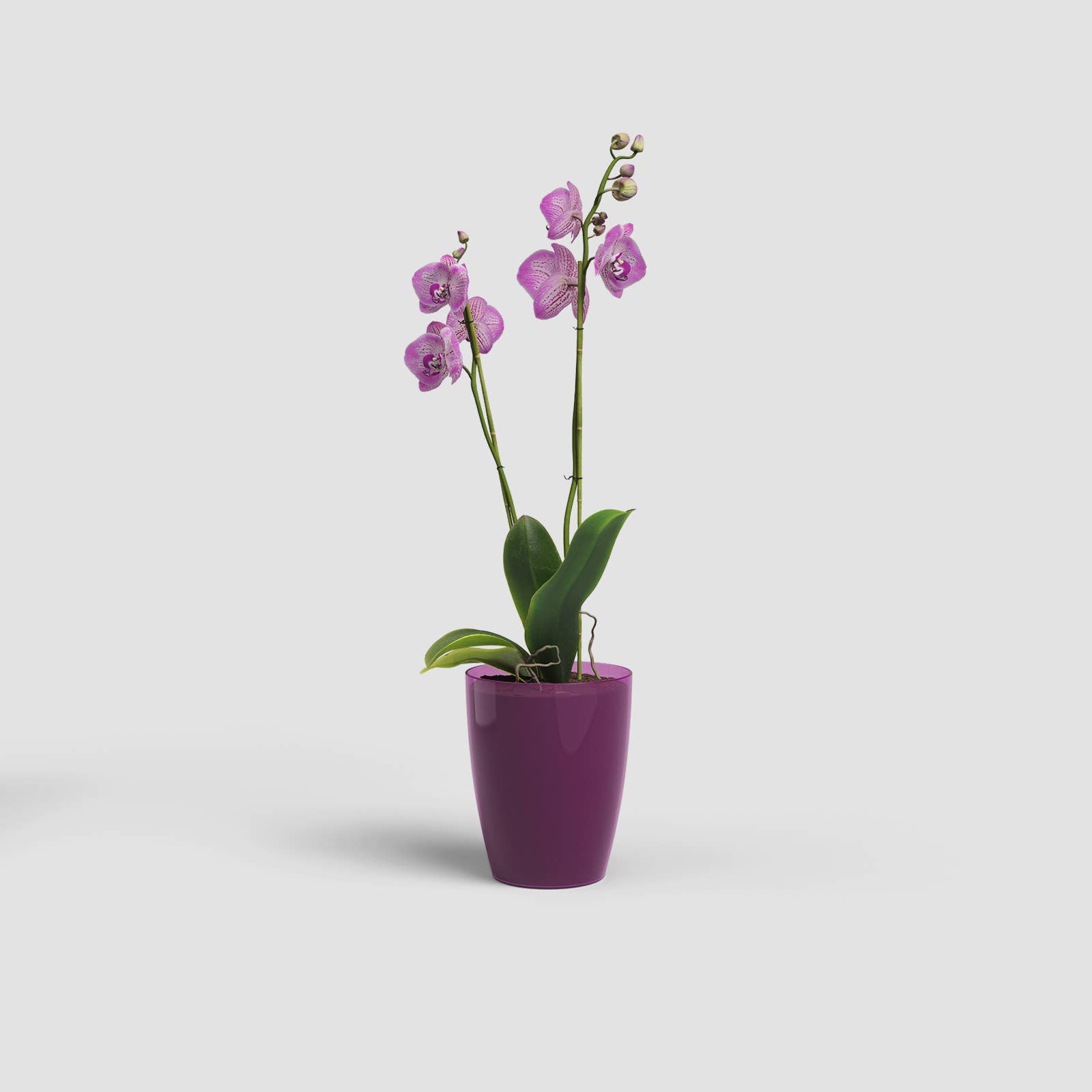 ARTEVASI, SA - Wholesale Vase - Plastic orchid pot2