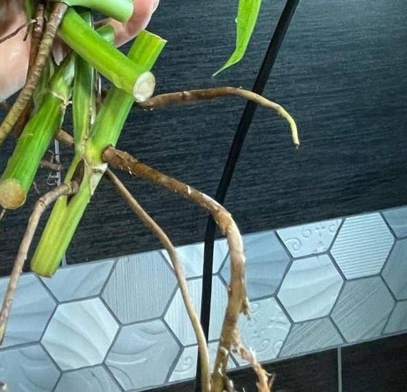 Mosley's Tropical Plants – Großhandel Pflanzen – Monstera Aurea Pflanze mit 1 wurzelndem Blatt1