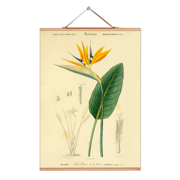 Rulla bild illustration # 191/Växter/Strelitzia för wholesale av Eicie