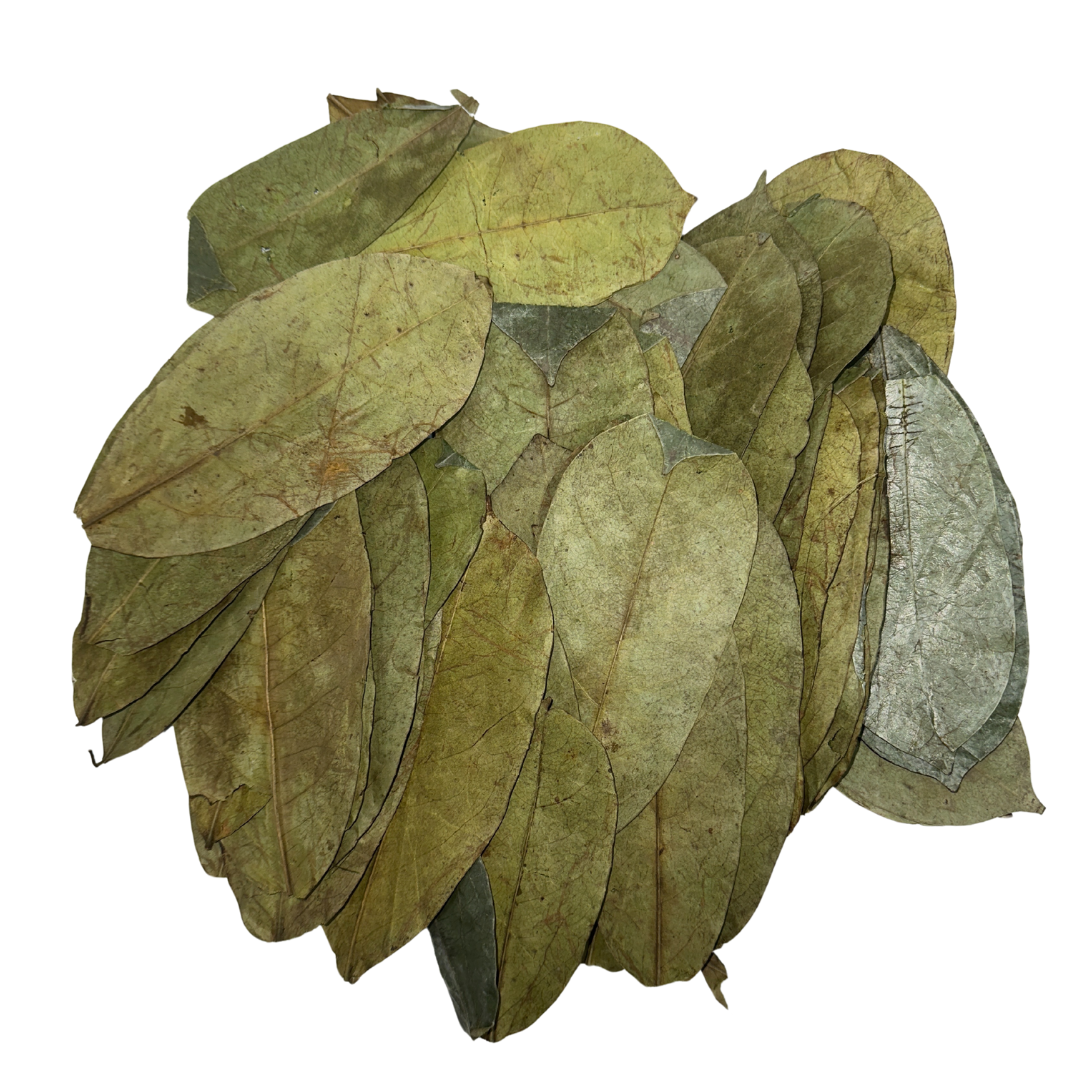 Herb To Body - Wholesale Loose Tea - Organic Soursop Leaves 50g - Dried Leaf | Hoja De Guanabana7