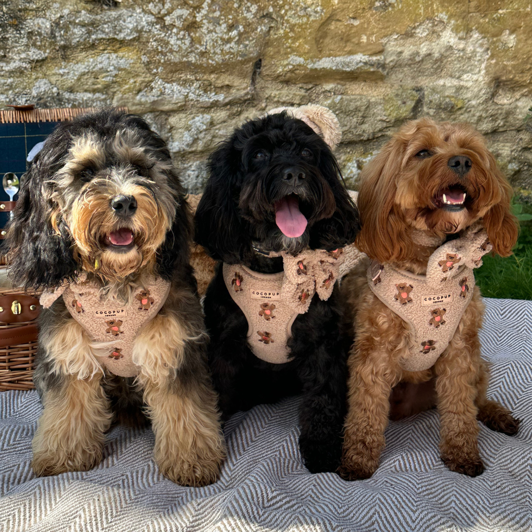 Cocopup London - Vente Harnais – chien - Harnais réglable pour chien avec oursons brodés Cocopup London15