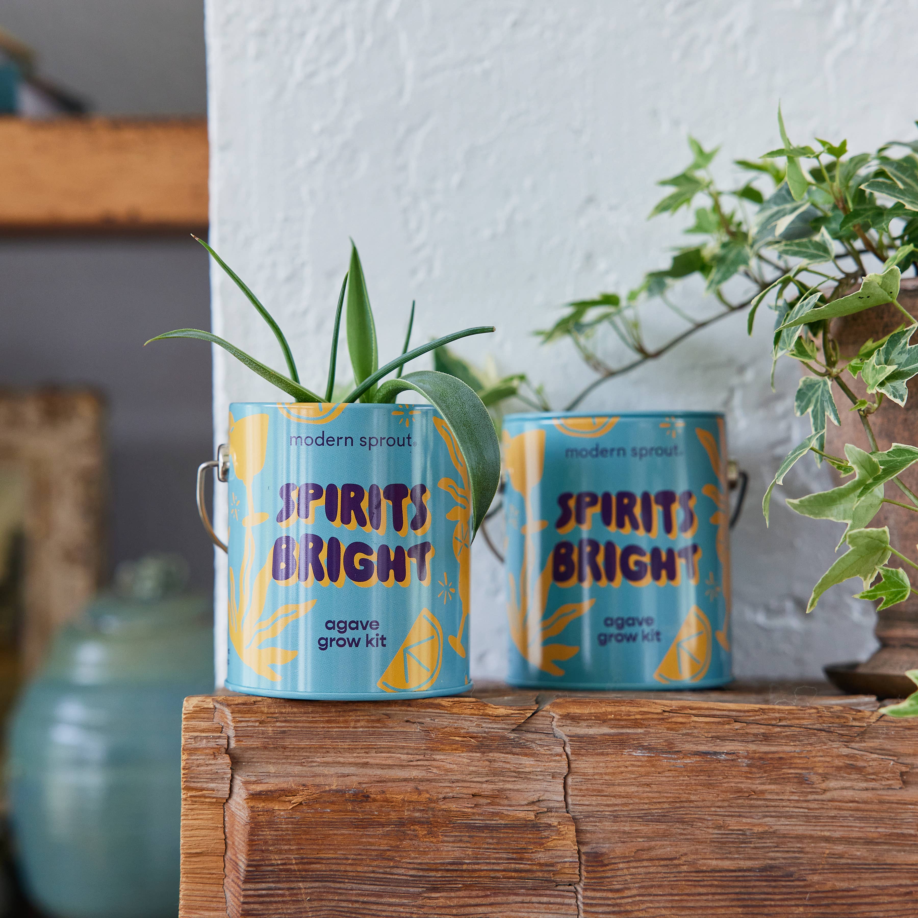 Modern Sprout - Wholesale Plant Seeds - Holiday Complimentary Colors Grow Kits9