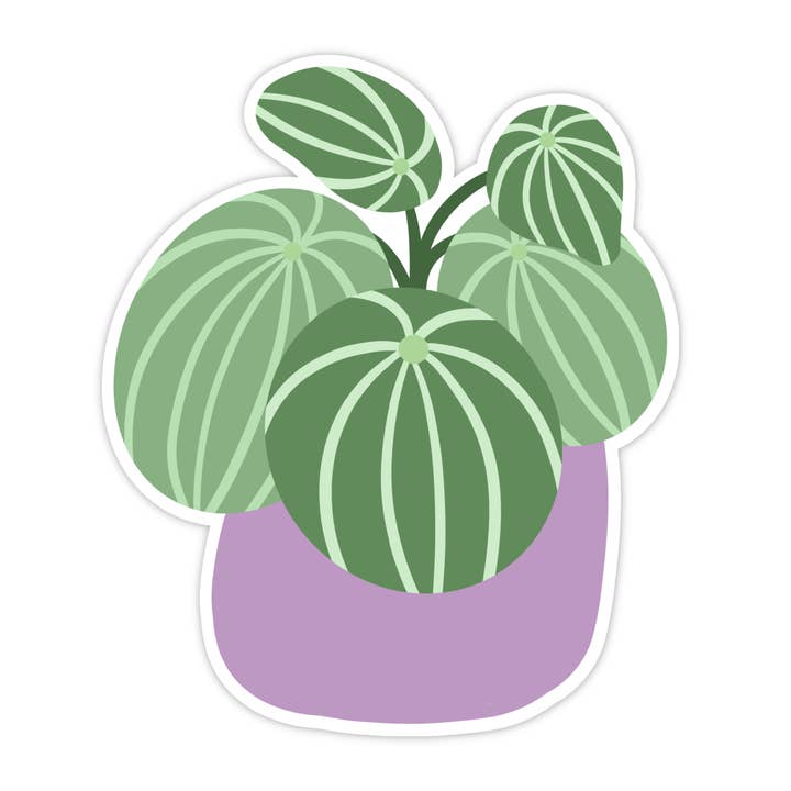 Vattenmelon Peperomia växt klistermärke för wholesale av Tiny Plant Market