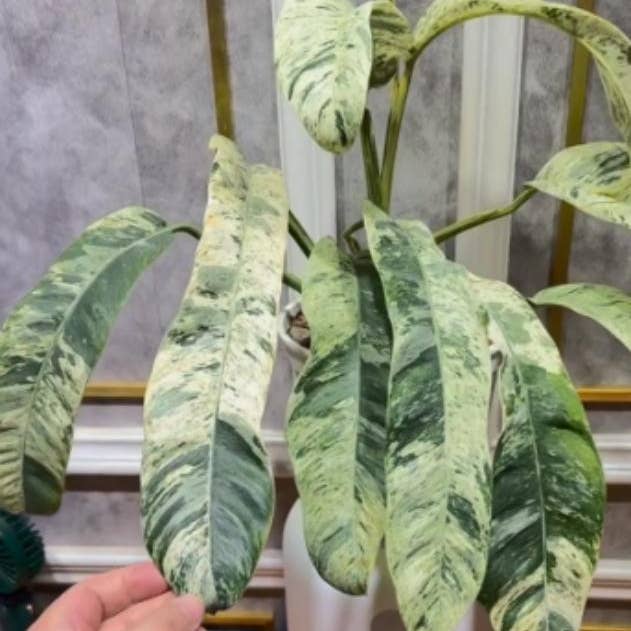 Epipremnum giganteum variegeret TC-plante | Sjælden stueplante for engroshandel hos OrchidBox