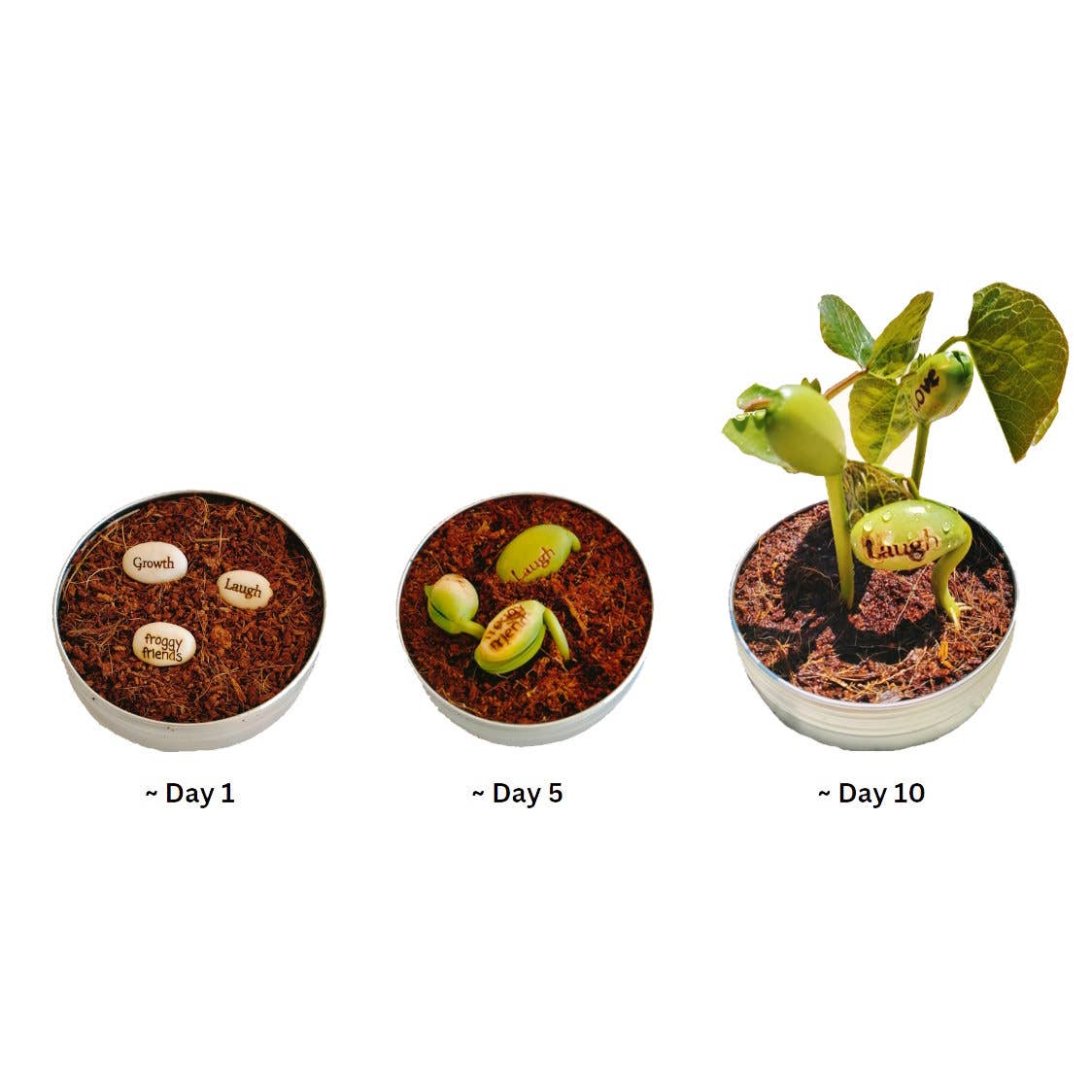 Live Love Bean - Wholesale Plant seeds - Magic Beans (Engraved Seeds) - Loose3