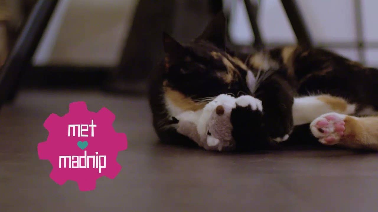 Hofman Animal Care - Wholesale Pet Toy - Cat - Robocat Parrot3