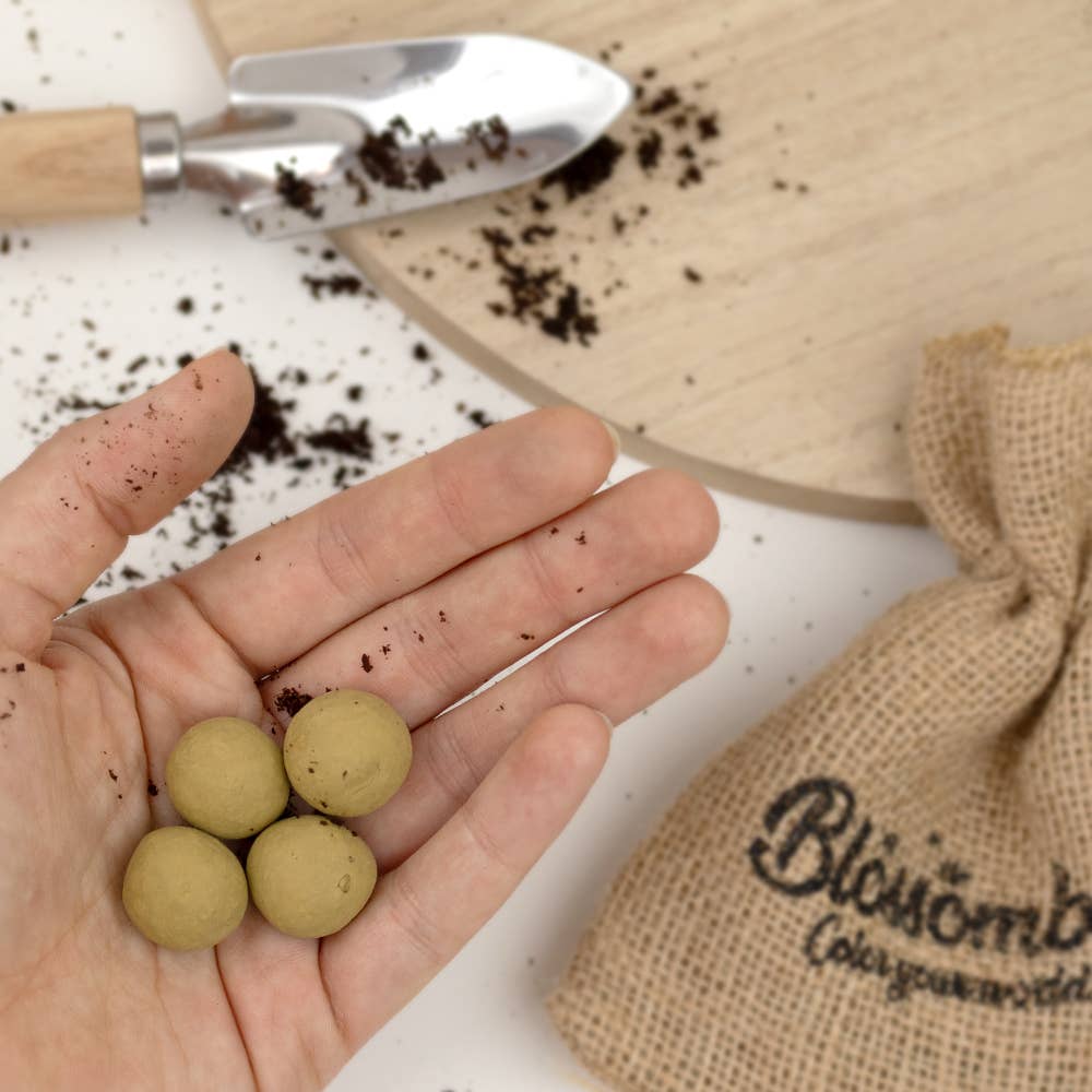 Blossombs - Wholesale Plant Seeds - Gift Box “Thank You” – Garden & Kitchen Herb Mix1