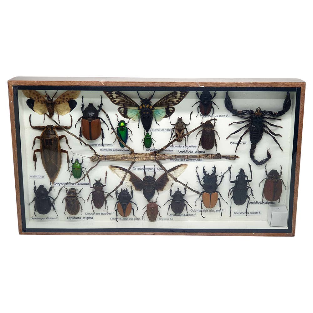 VIE - Wholesale Wall Accent - Framed Insect, Assorted58