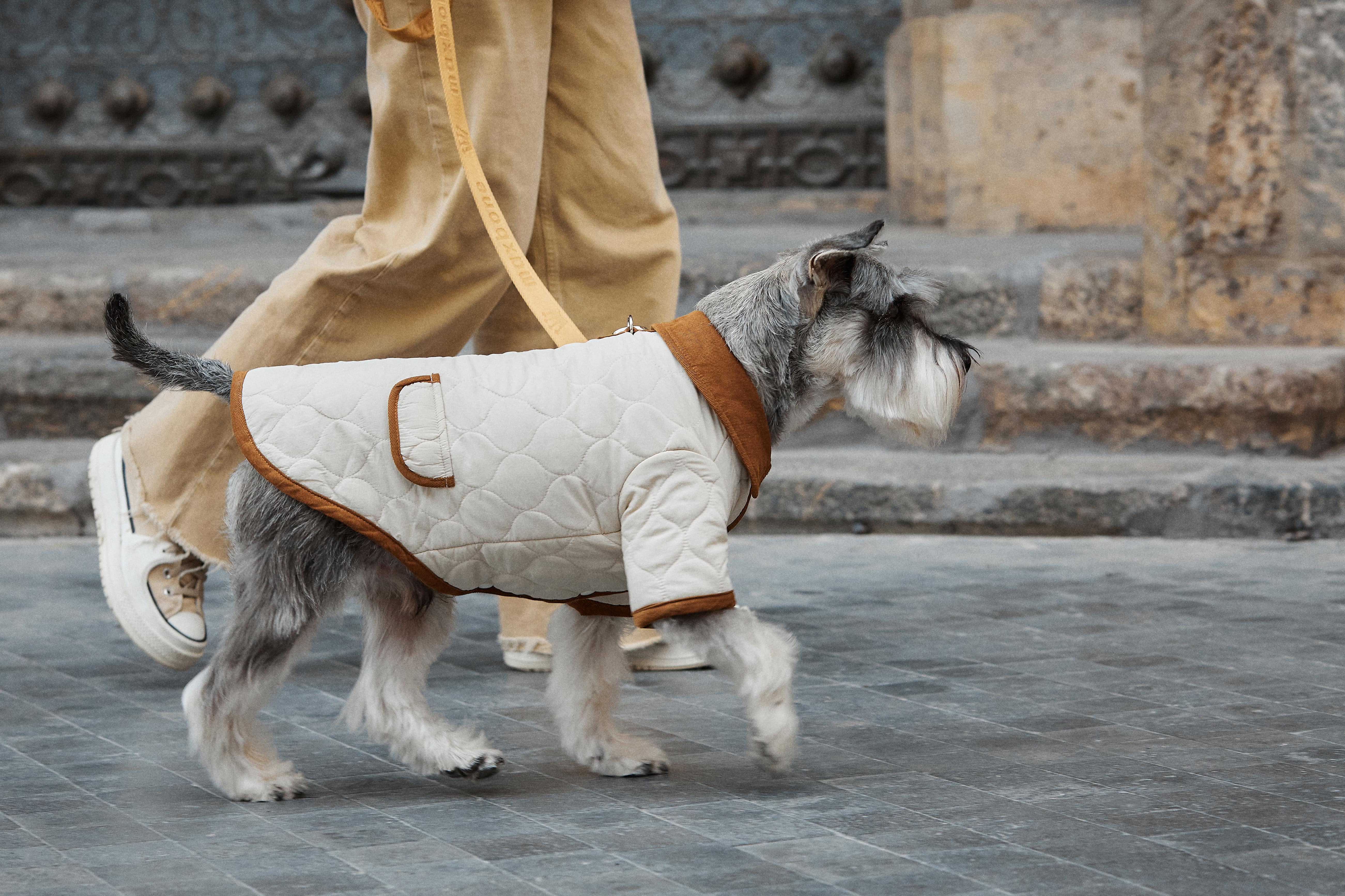 ARISTOPET – wholesale Hundjacka - Hund – Spencer-jacka för husdjur med vaddering och stilren design13