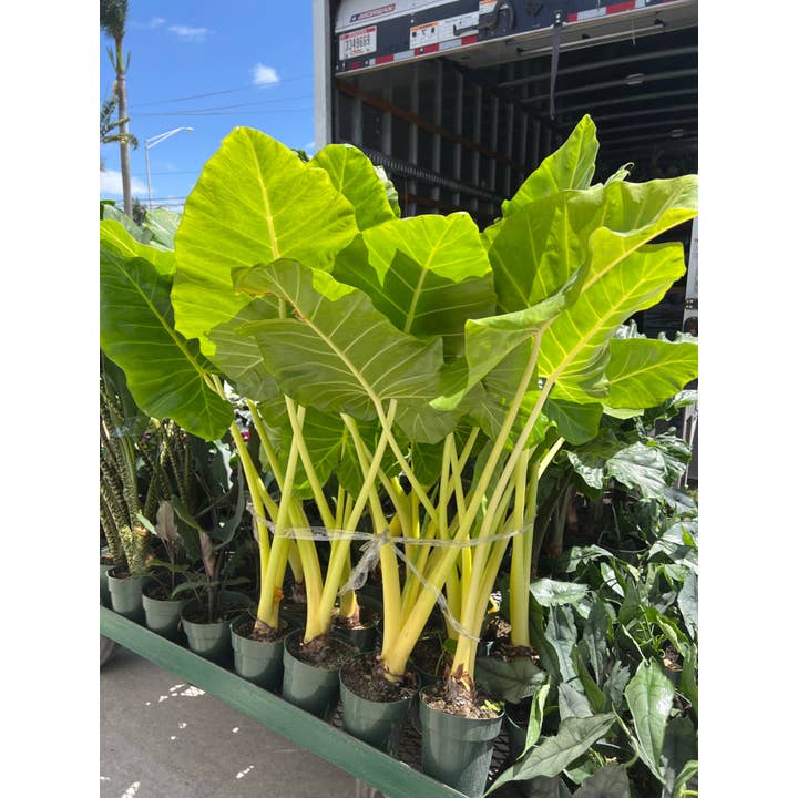 6" Alocasia Lutea 1PPP for wholesale by Triad Plants