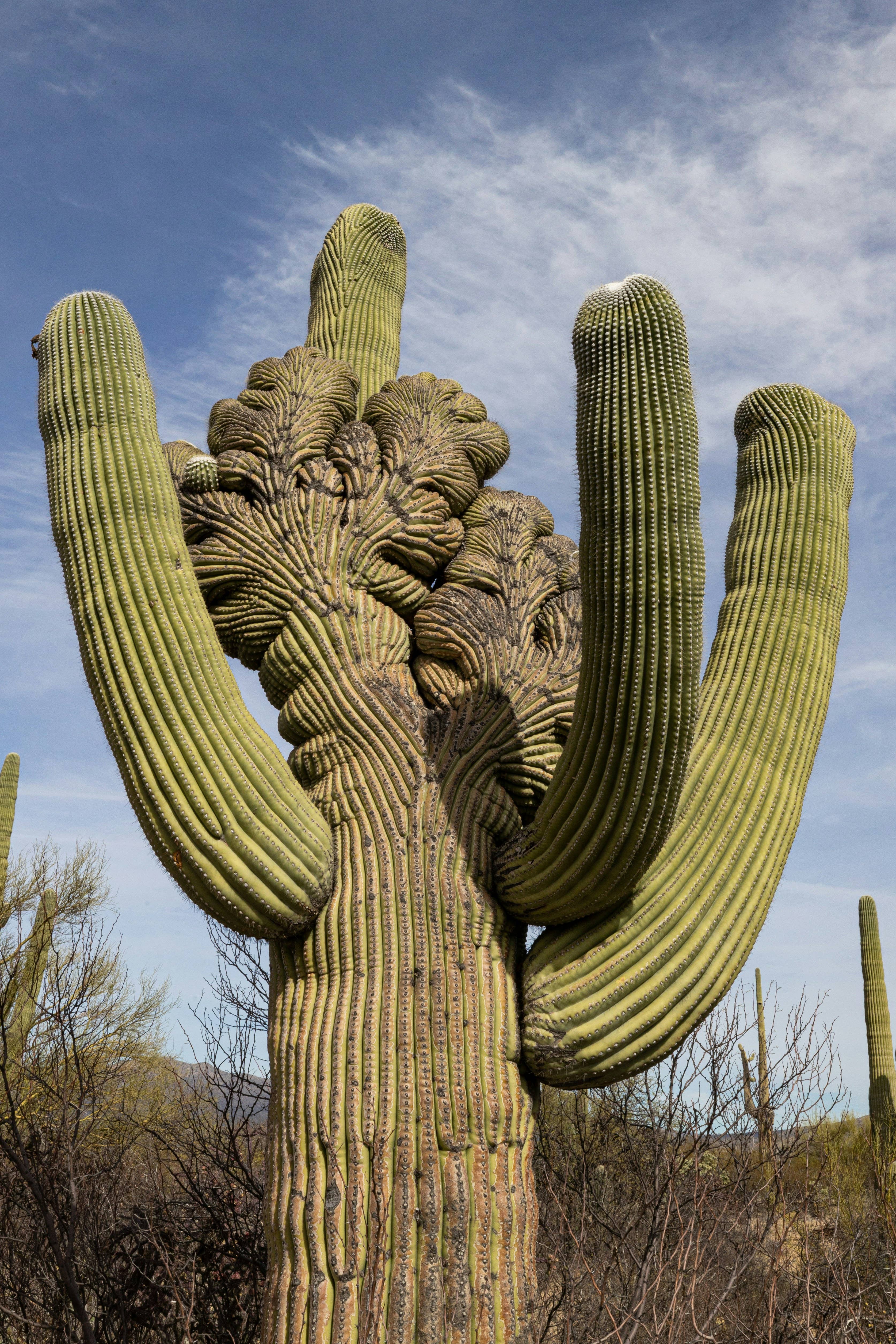 The Jonsteen Company - Wholesale Plant Seeds - Saguaro Cactus | Seed Grow Kit10