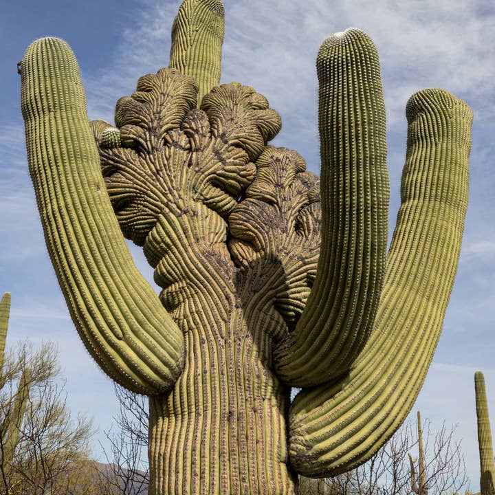The Jonsteen Company - Wholesale Plant Seeds - Saguaro Cactus | Seed Grow Kit10