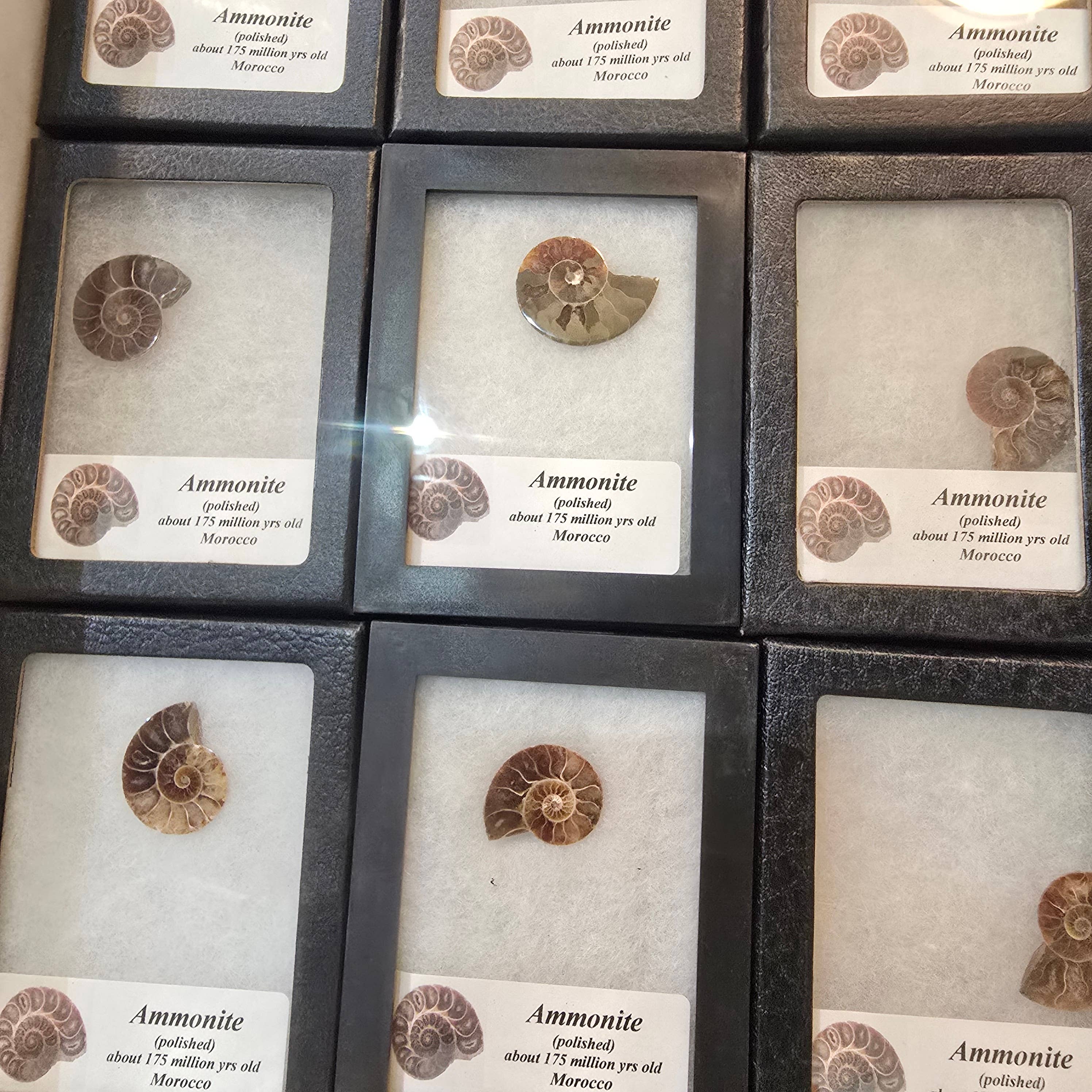 Aquamarine Daydream Wholesale - Wholesale Spiritual Stone/Crystal - Ammonite Riker Box ~ Fossil Specimen ~ Crystals & Minerals0