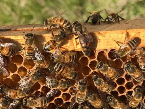 Bees & Co – wholesale Honey – British Pollen in British Honey6