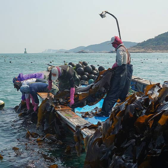 Kim'C Market - Wholesale Dried/Dehydrated Vegetables - Dashima (Kelp) 120g2