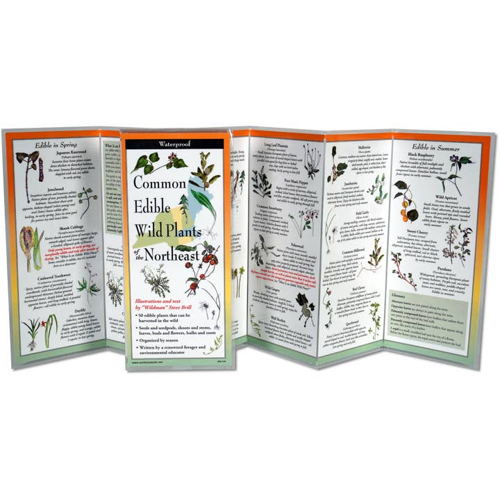 Earth Sky + Water - Wholesale Nature & Outdoors - Common Edible Wild Plants of the Northeast Nature Guide1