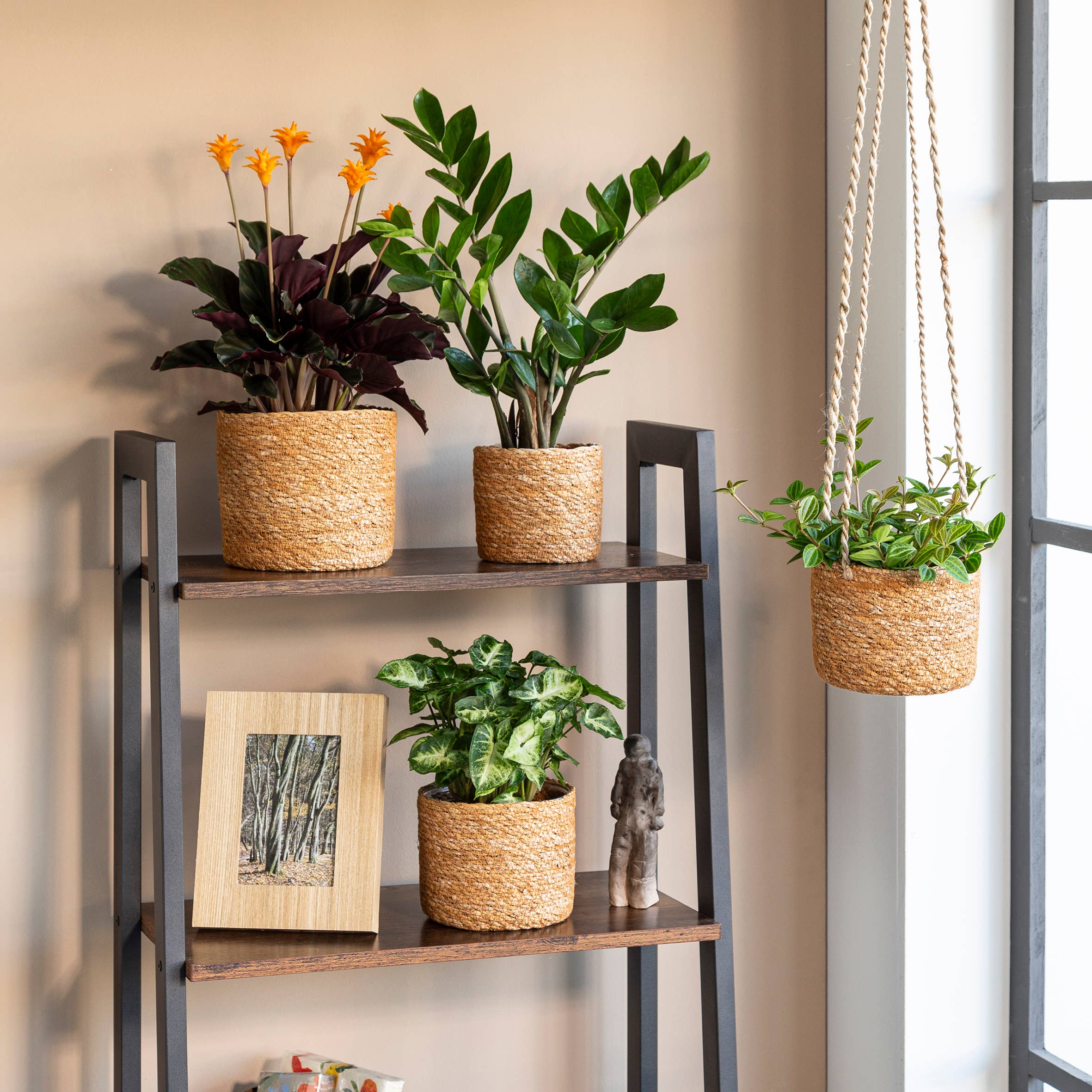 Scheurich - Wholesale Hanging Planter - 509 Seagrass Hanging Basket/Hanging Basket5