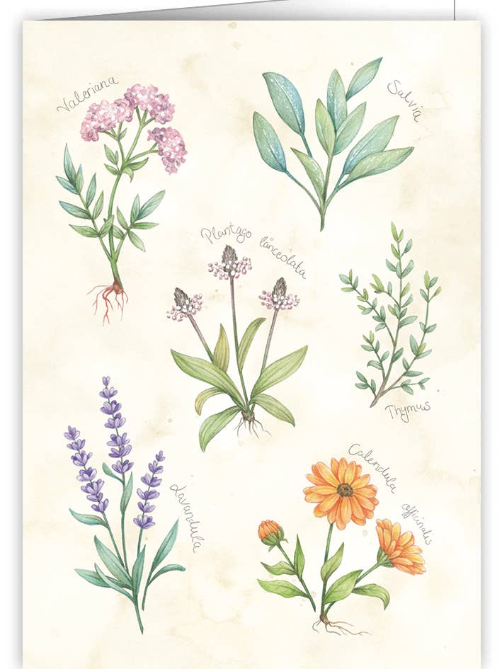 Medicinal plants (o. T.) for wholesale by Actetre Deutschland Gmbh