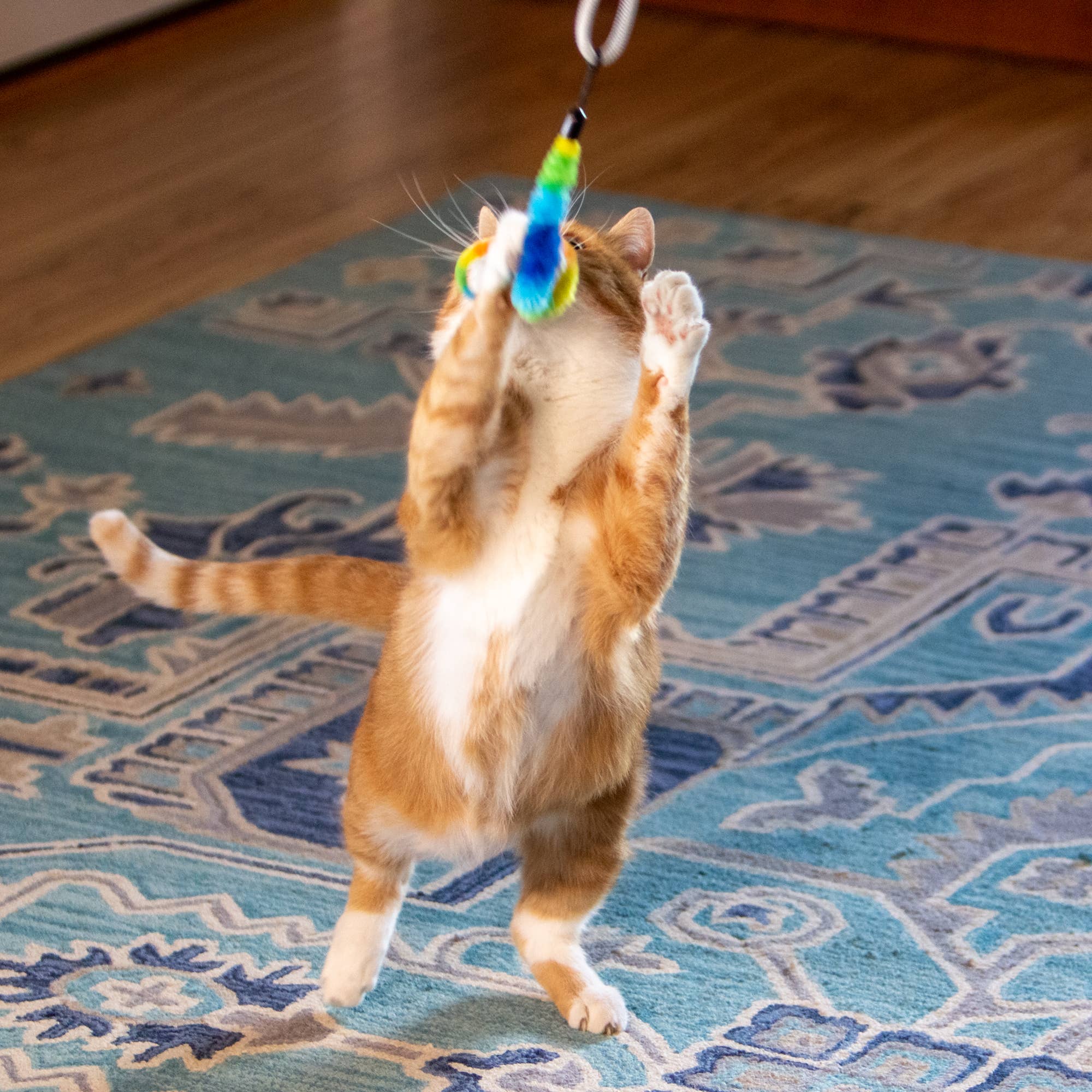 Squishy Face Studio - Wholesale Speeltje - Kat - Squishy Face Studio Tough Teaser Katten Speelgoed met 2 Lokmiddelen3