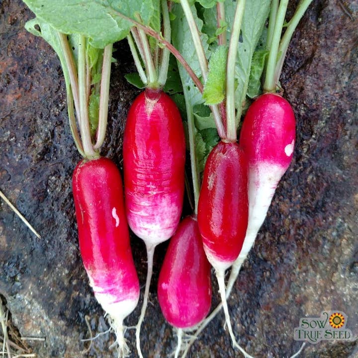 Sow True Seed - Wholesale Plant Seeds - Radish Seeds - French Breakfast