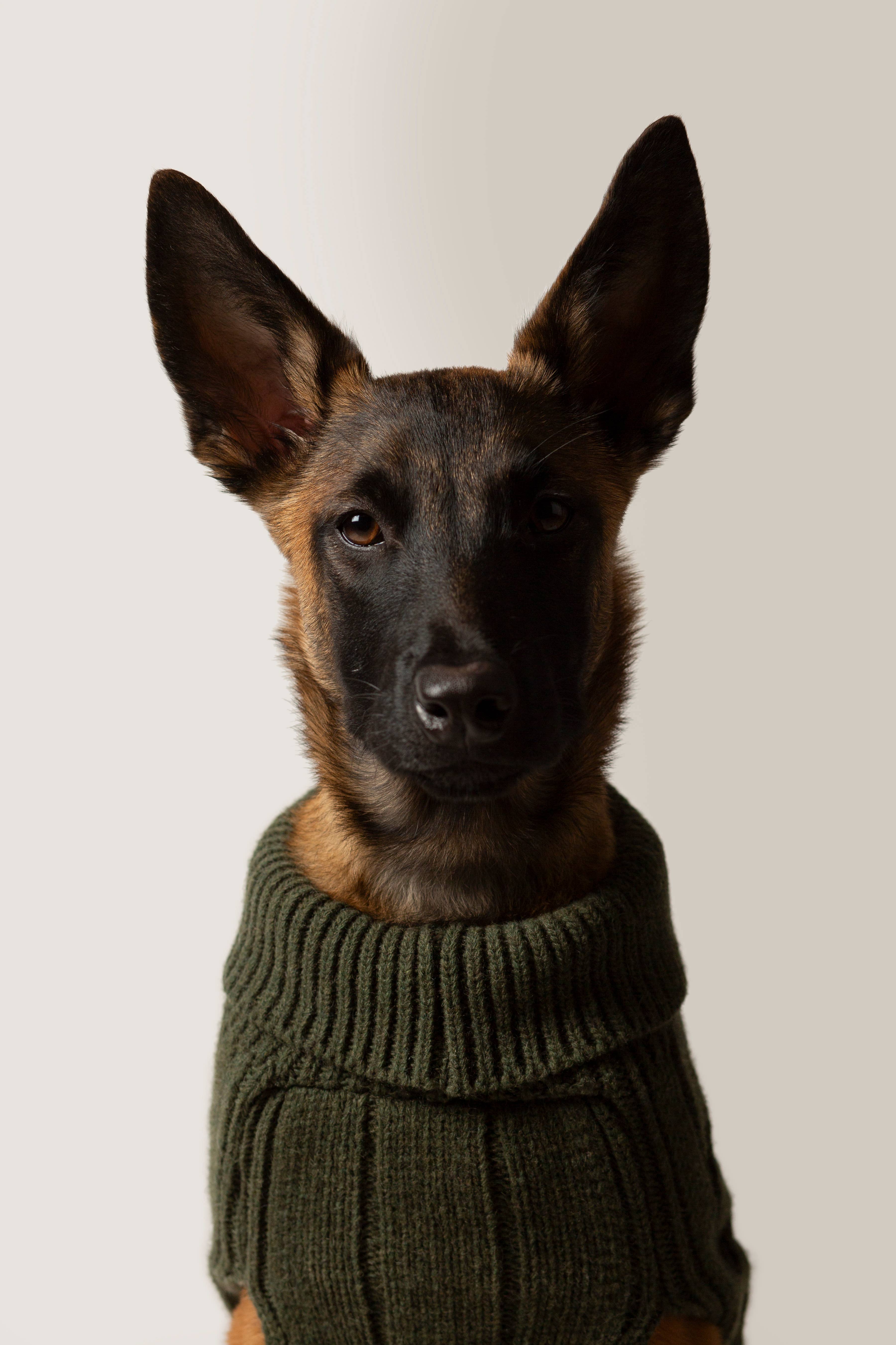 ARISTOPET - Vendita all'ingrosso Maglione - Cani - MAGLIA ASPEN13