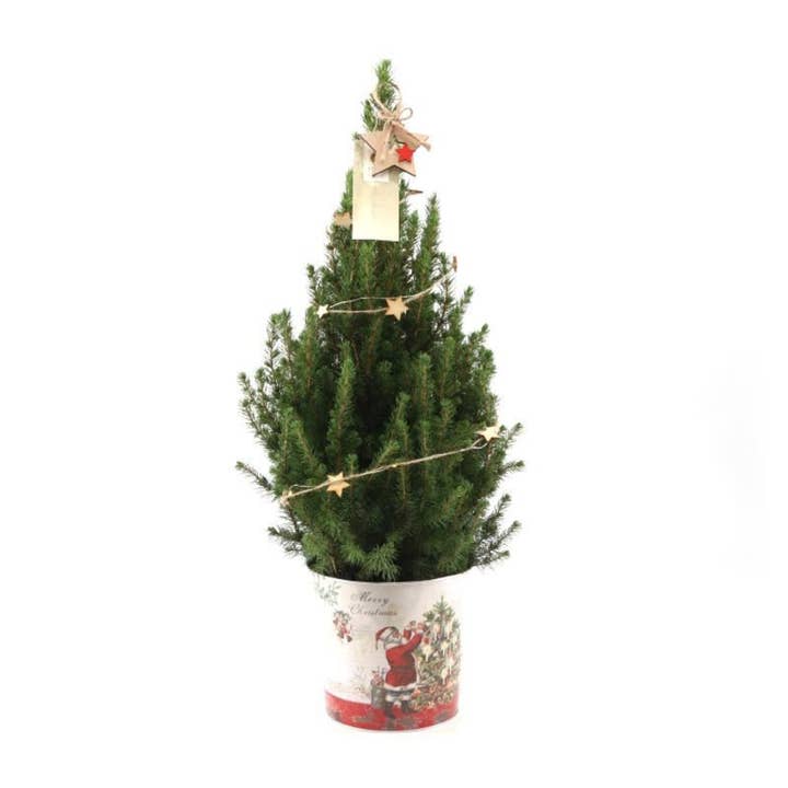 Oasis of Life - Wholesale Artificial Christmas tree - Christmas tree in Christmas pot – 70cm – Picea glauca Conica ‘December’ – Mini Christmas tree with star lighting incl. batteries – Real dwarf tree in pot – Easy care, hardy & replantable – For indoor & outdoor