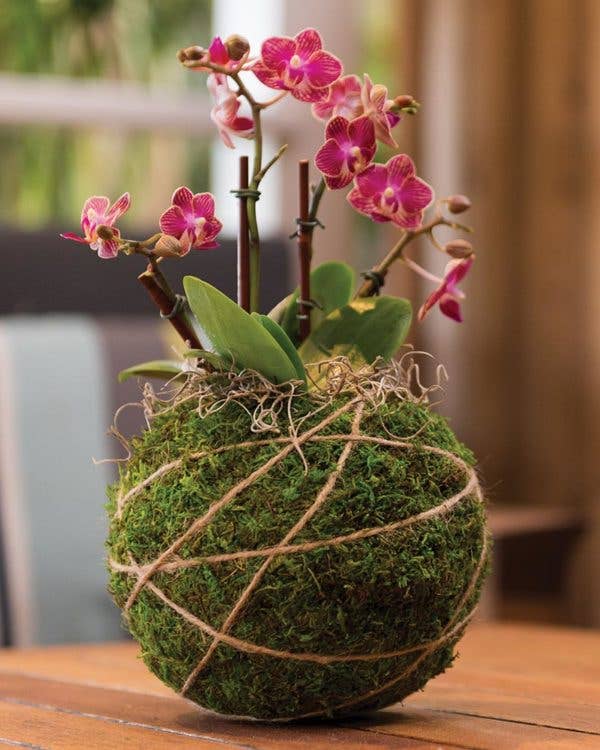 SuperMoss - Wholesale DIY Craft Kit - Orchid Kokedama Kit 6 in1
