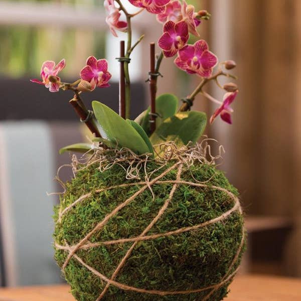 SuperMoss - Wholesale DIY craft kit - Orchid Kokedama Kit 6 in1