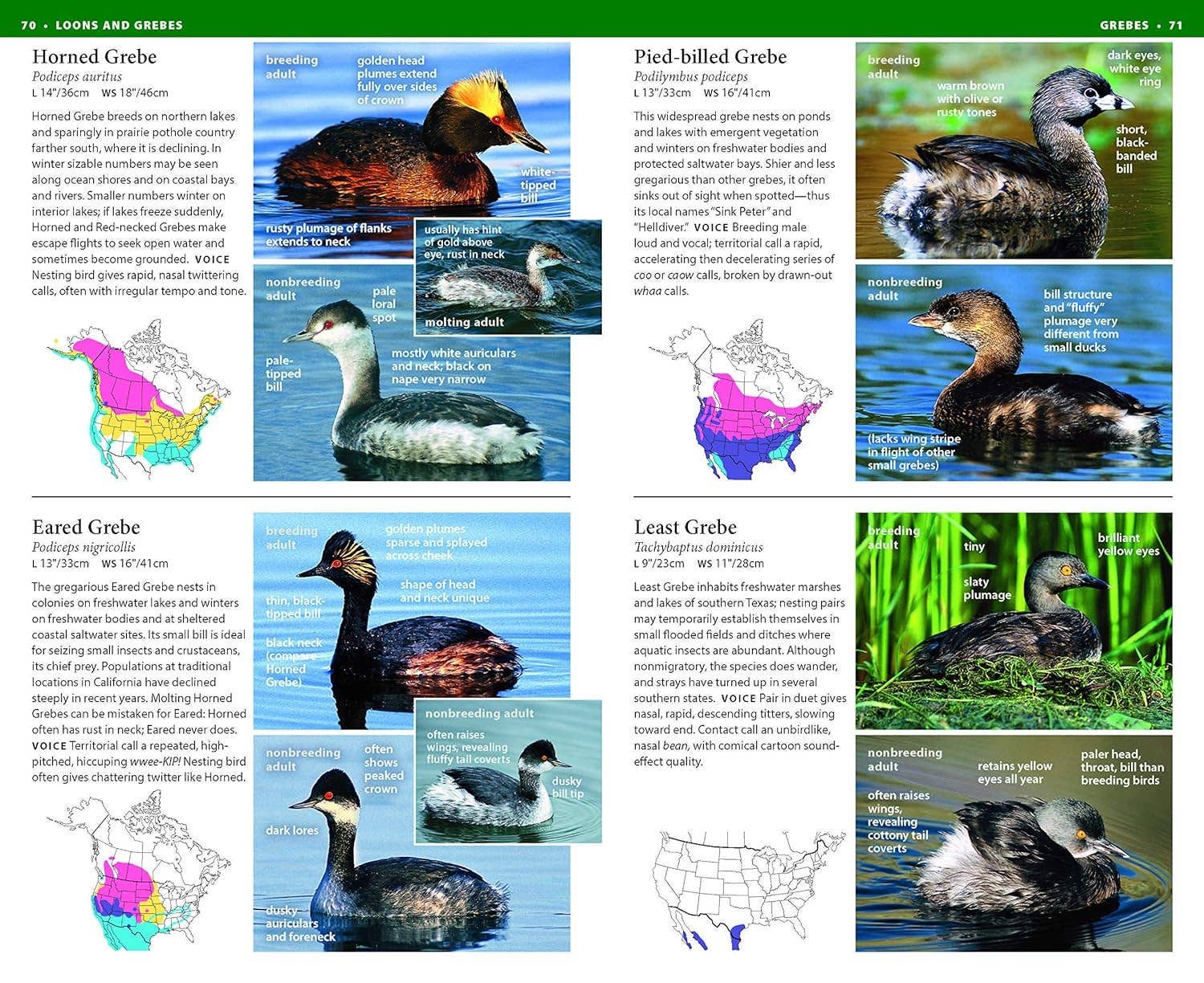 Hachette Book Group - Wholesale Nature & Outdoors - NWF Field Guide to Birds of North America2