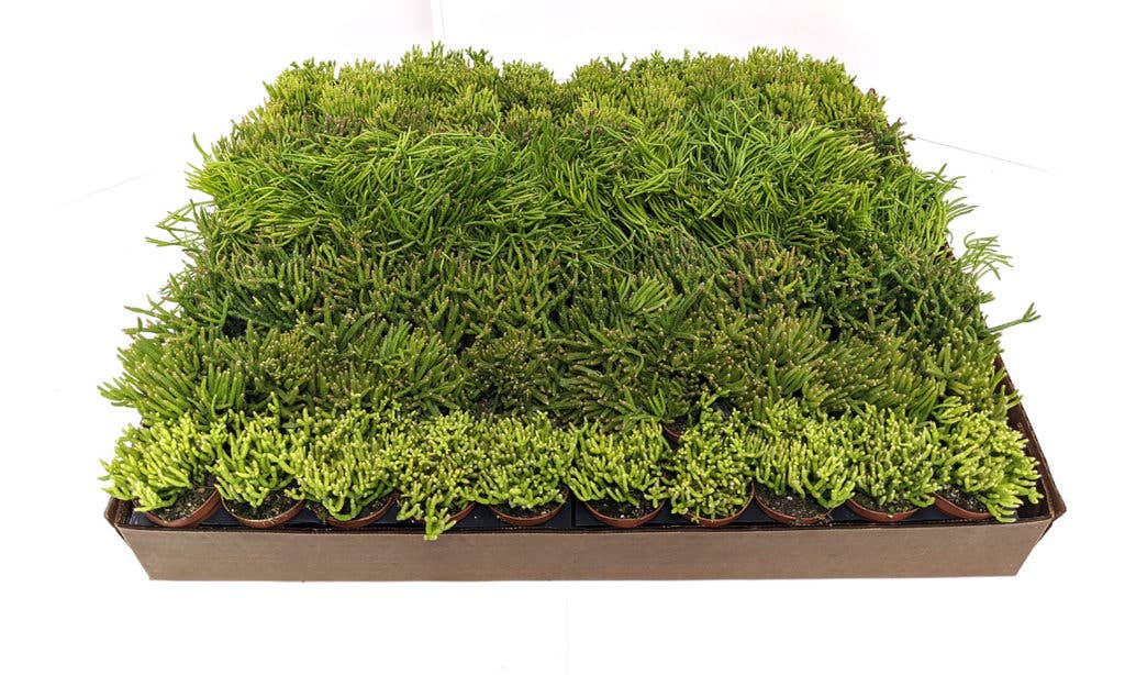 Succulents & Such, Inc. - Wholesale Live Plant - 2" Rhipsalis Assortment By Succulents & Such
