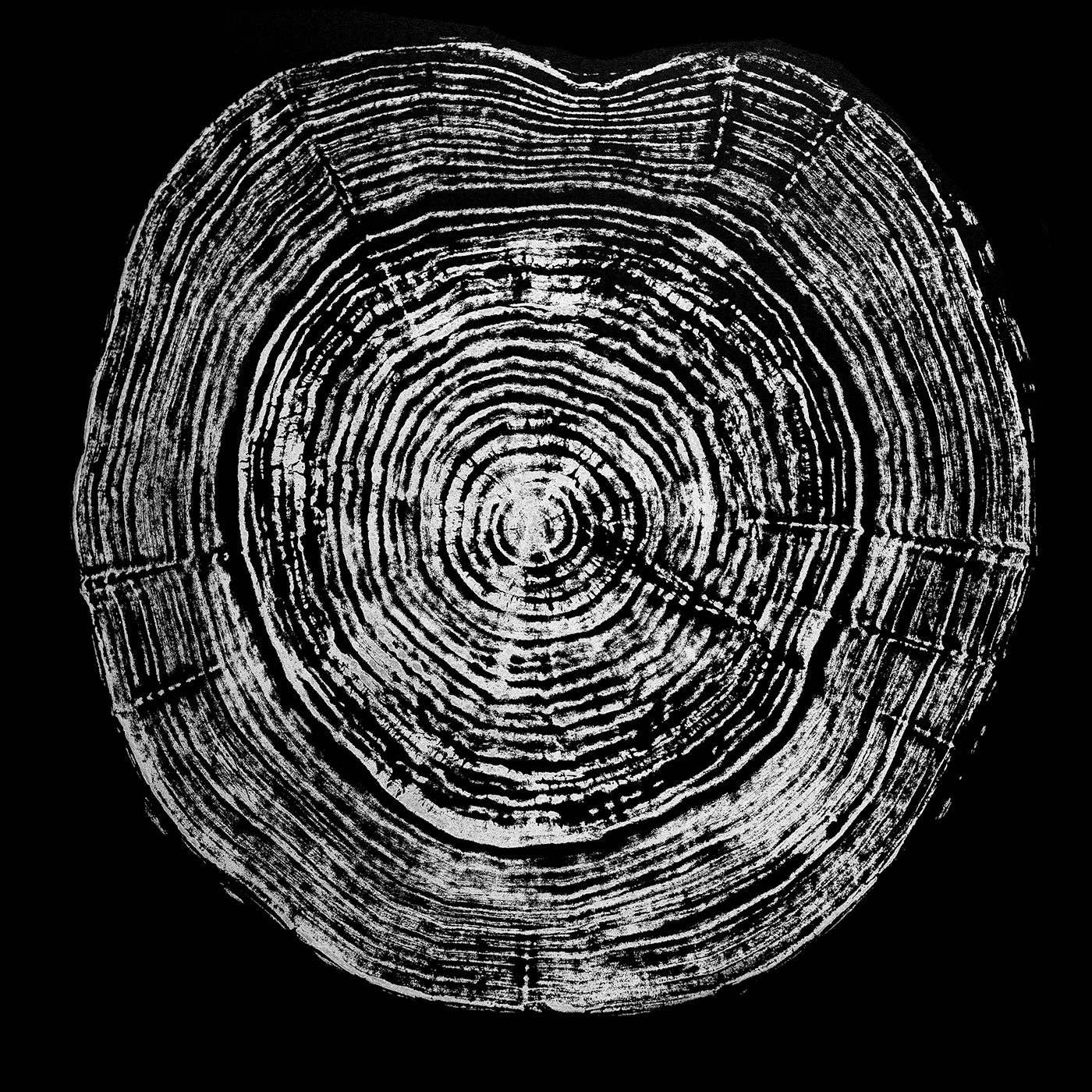 HVRNT Studio - Wholesale Art Print - "Silver Willow 41" Tree Print - Black Paper0