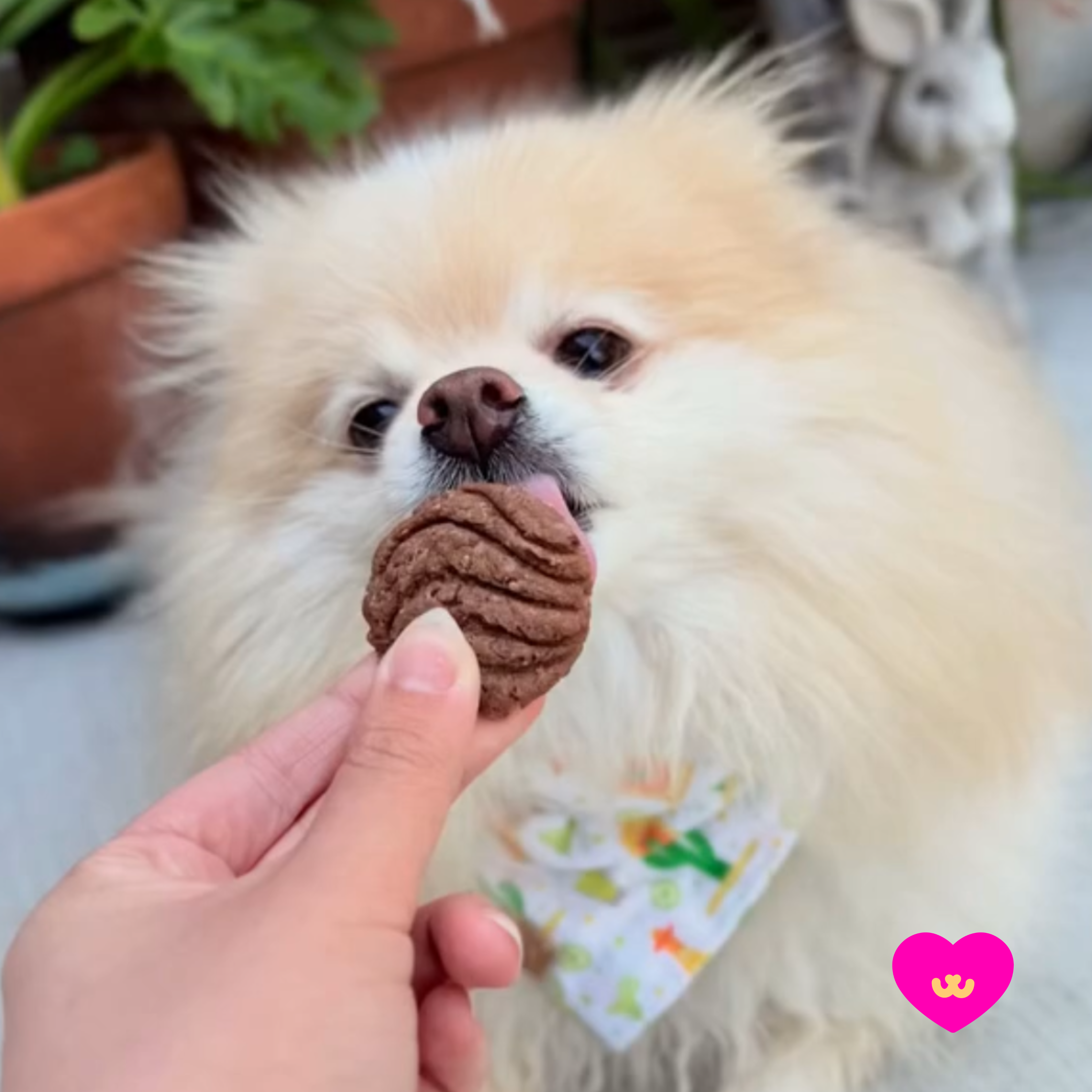 Owa Owa - Wholesale Pet Treats - Dog - Conchitas2