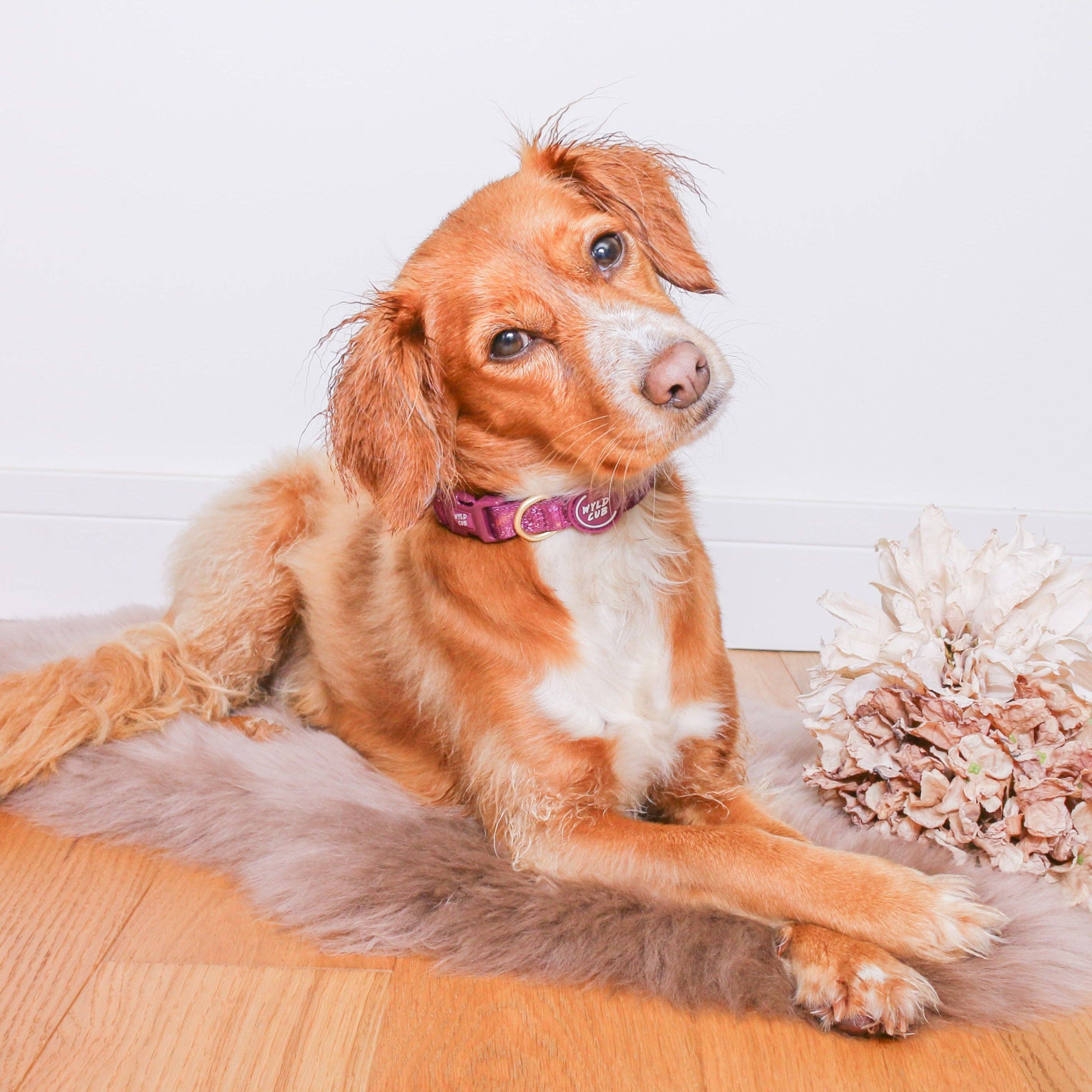 WYLD CUB - Vente Collier – chien - Collier ajustable pour chien : Chiswick Fig7