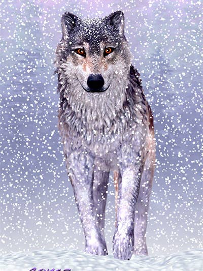 3D 4" X 6" Royce Postcard - Snow Wolf for wholesale by Artgame Ltd.