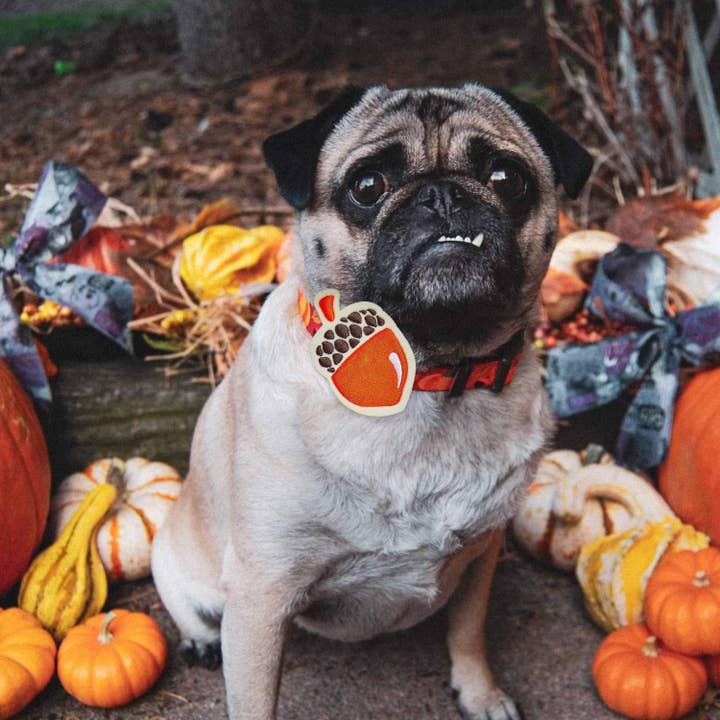 Dog Collar, Fall Pumpkin and Acorn Thanksgiving Pet Collar for wholesale by Blueberry Pet