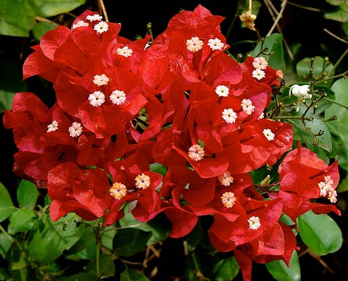 VIVERCID - Wholesale Live Plant - Red Pyramidal Bougainvillea0
