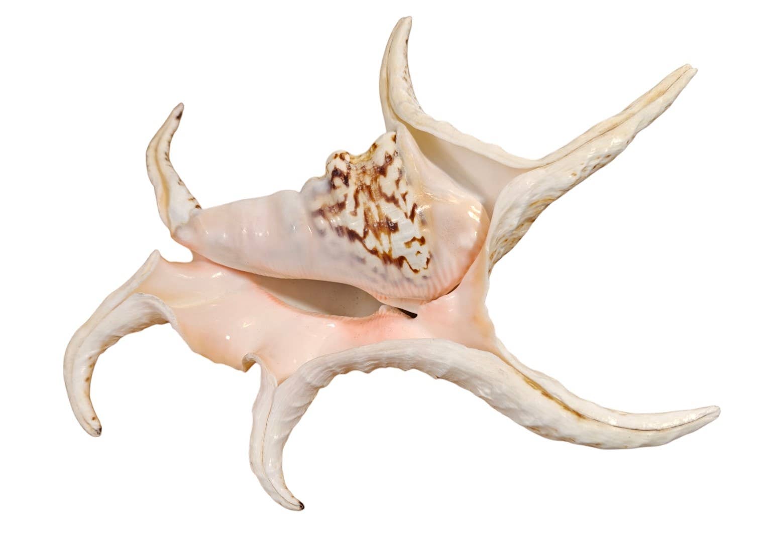 Product Import Holland - Wholesale Decorative Tabletop Object - Kempang - shell - decoration - coast - beach - unique - ocean5