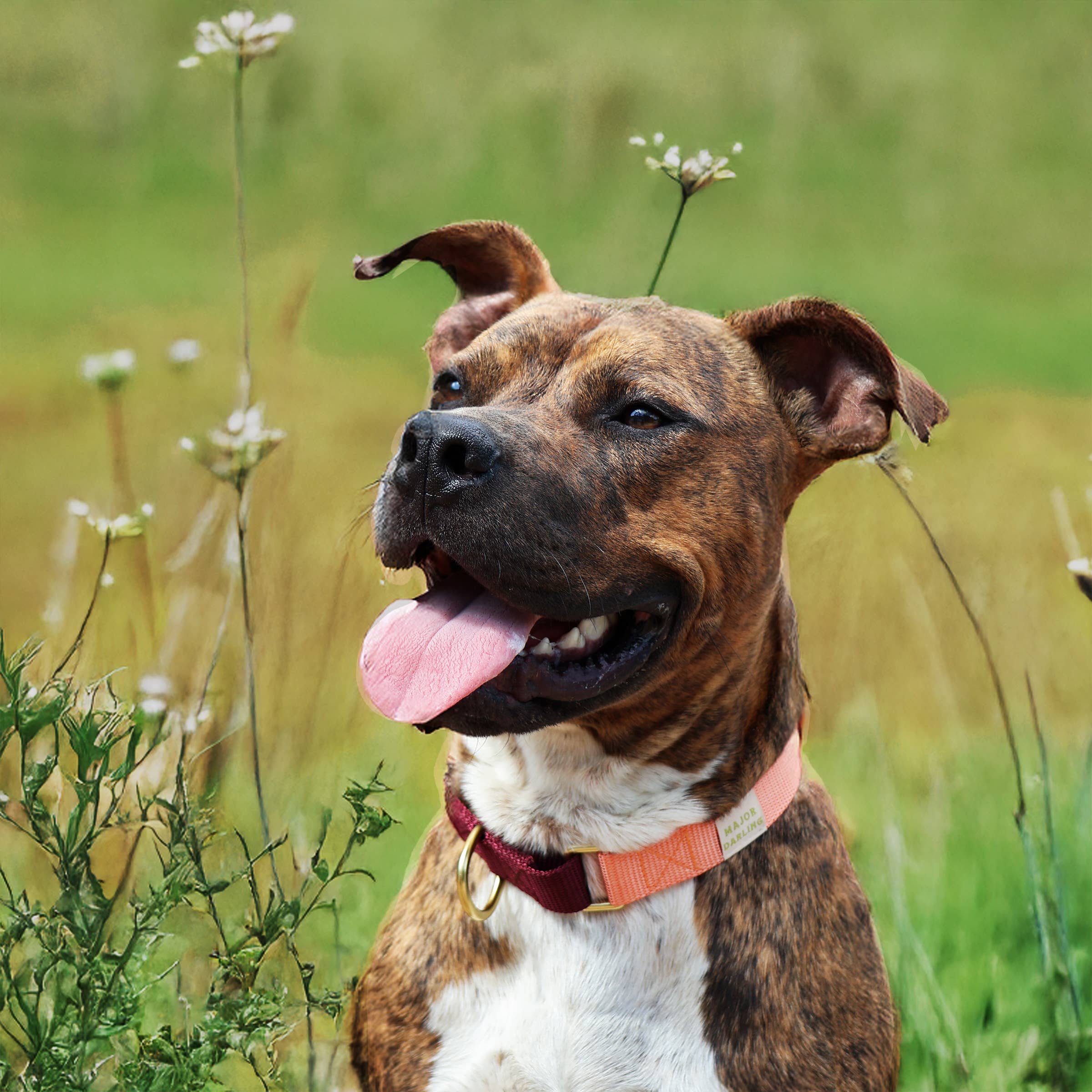 Major Darling - Vente Collier – chien - Collier Martingale / Coloris Personnalisé1