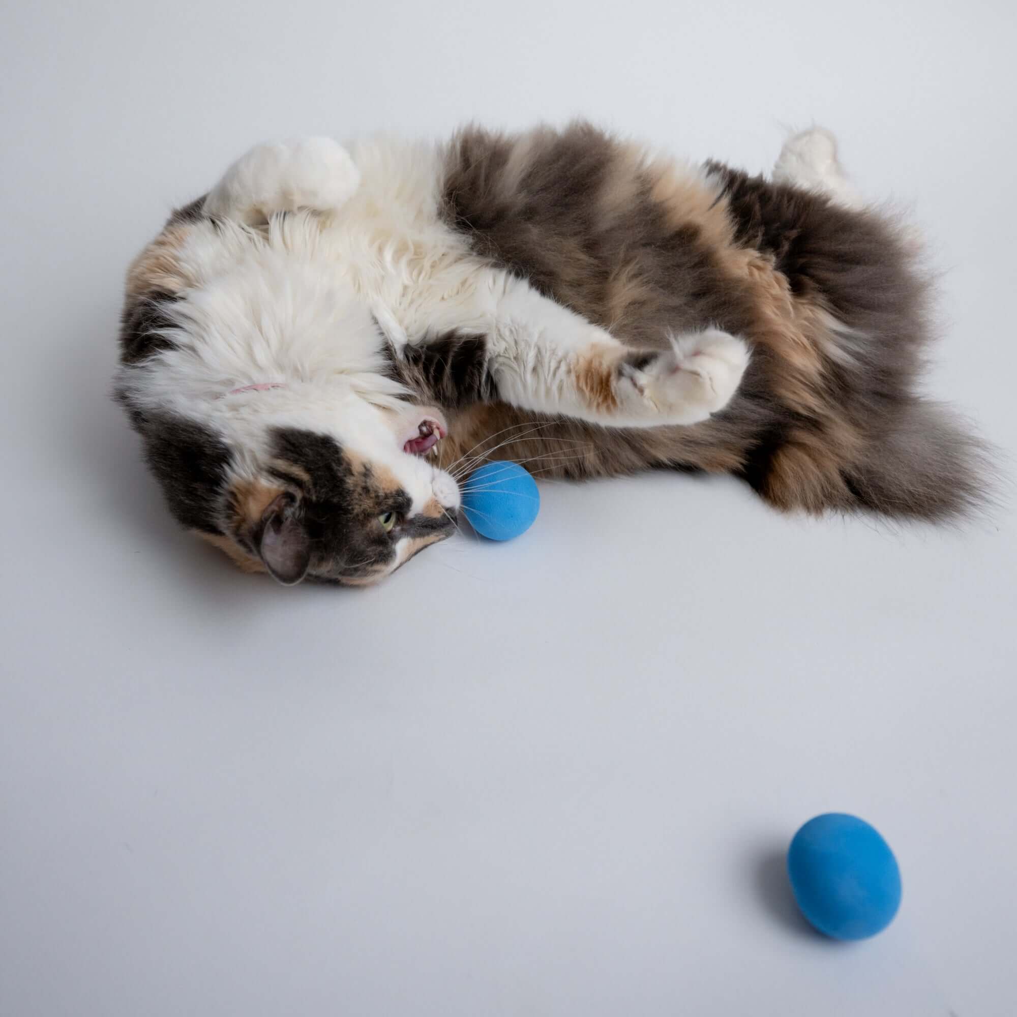 Rawry Pets - Wholesale Pet Toy - Cat - Foam Ball Cat Toy1