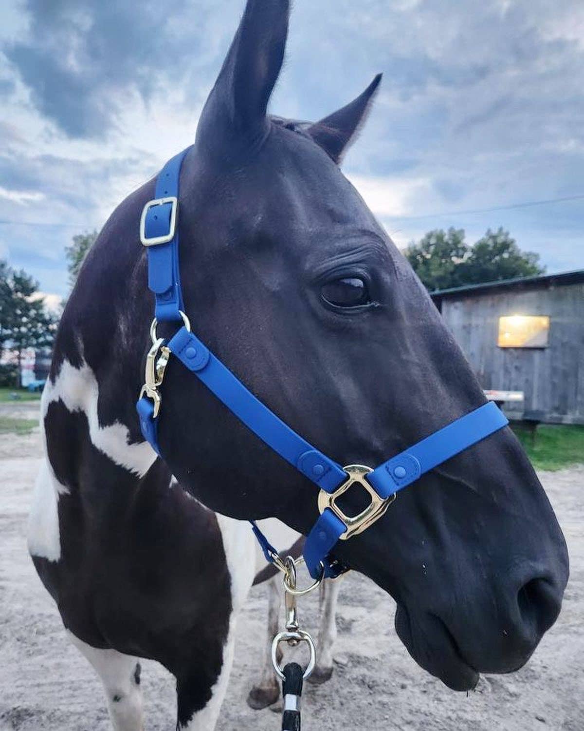 iDoggos – Engroshandel Rideudstyr – VANDTÆT Blue Horse grime * NU TILGÆNGELIG*2