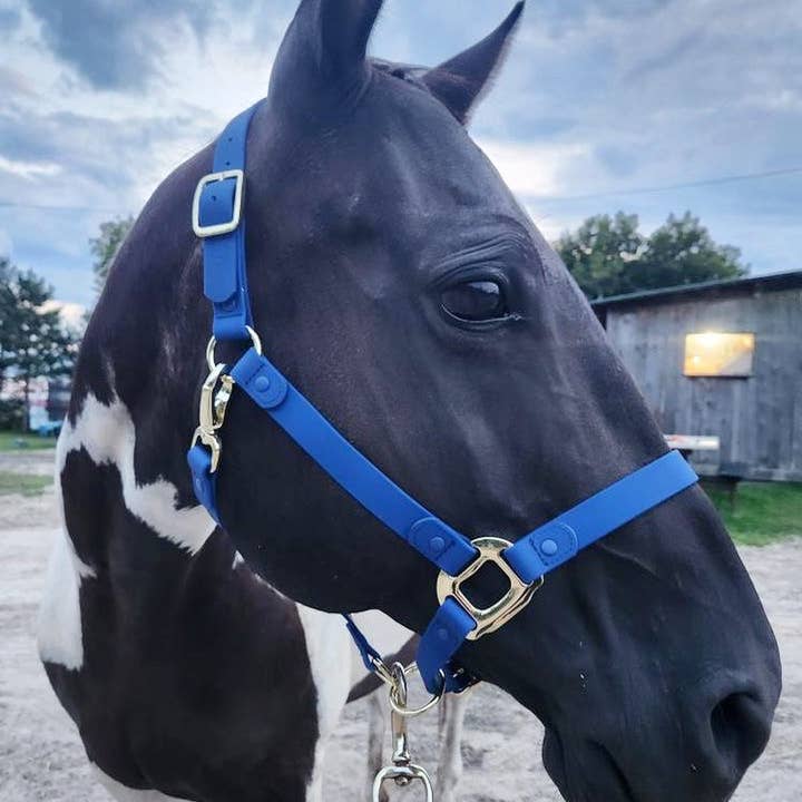 iDoggos – Engroshandel Rideudstyr – VANDTÆT Blue Horse grime * NU TILGÆNGELIG*2