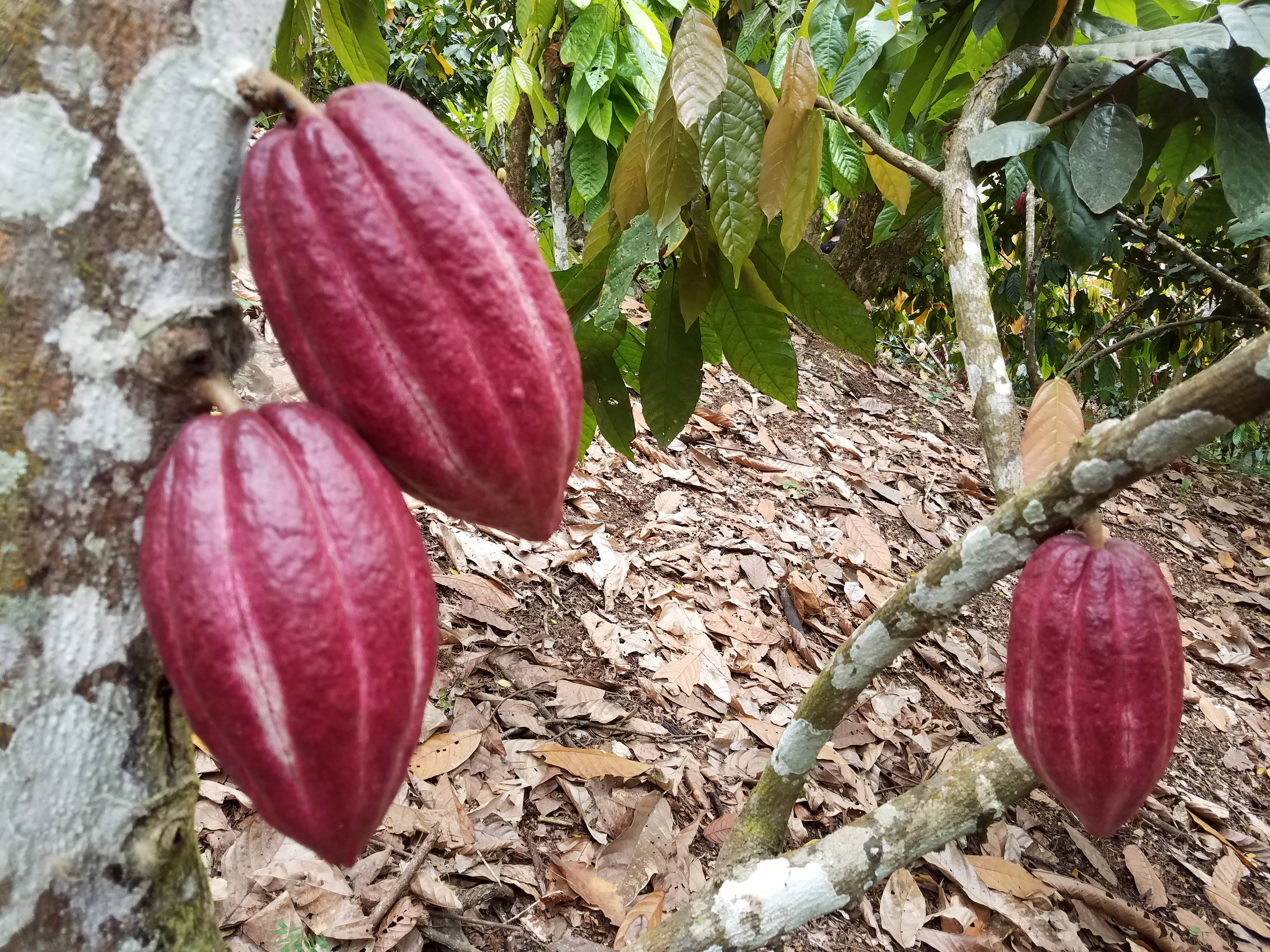 BOHO Chocolate – Barra de chocolate por atacado – 70% Chocolate Negro/GUATEMALA (USDA Biológico)2