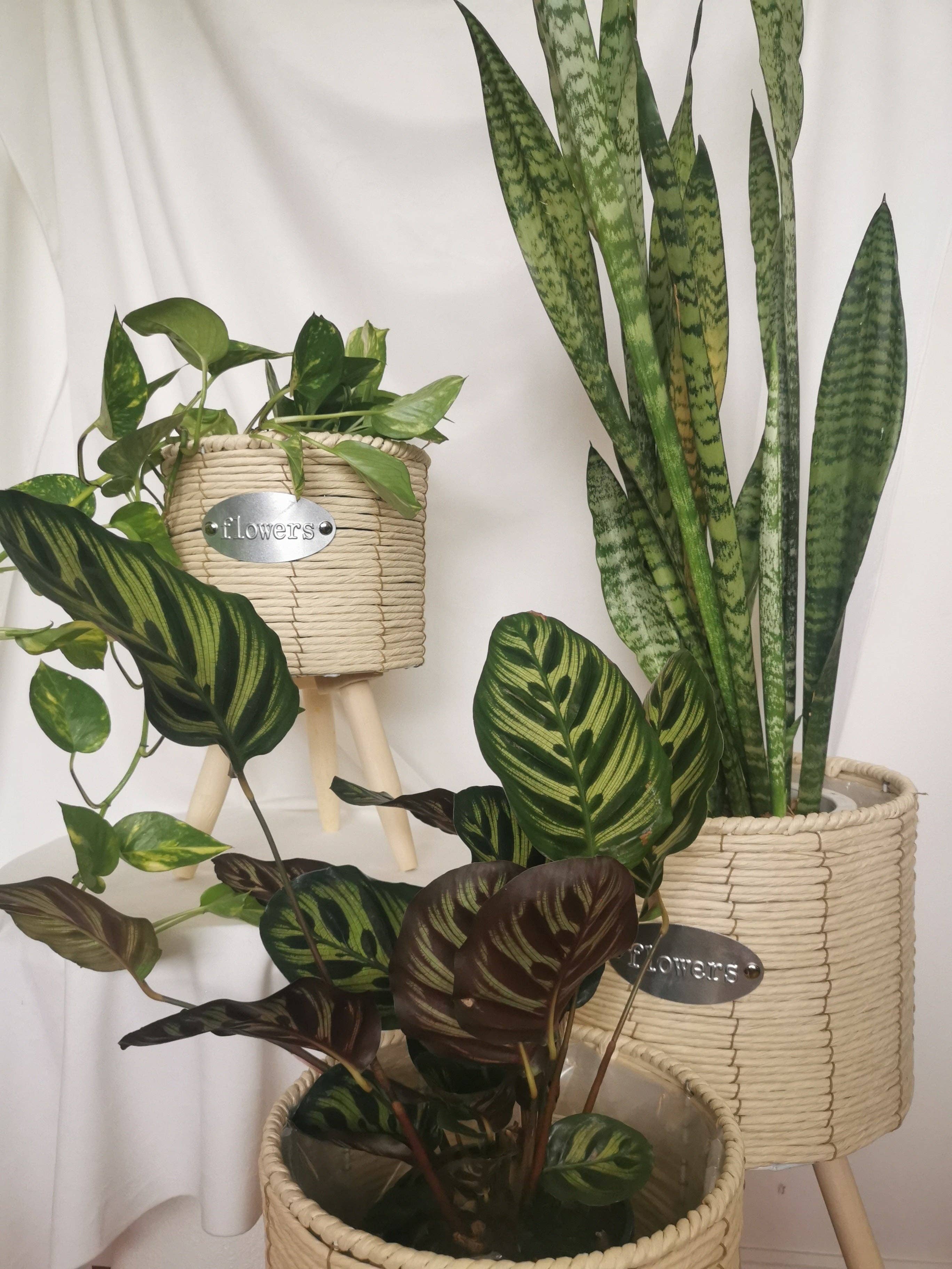 Casa Style – wholesale Plant pot – Cream Colour Footed Indoor Planter0