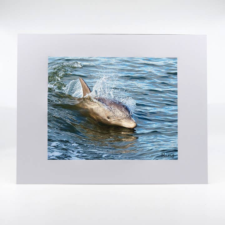 Artwork-Bottlenose Dolphin for wholesale by Mike Ring Photography