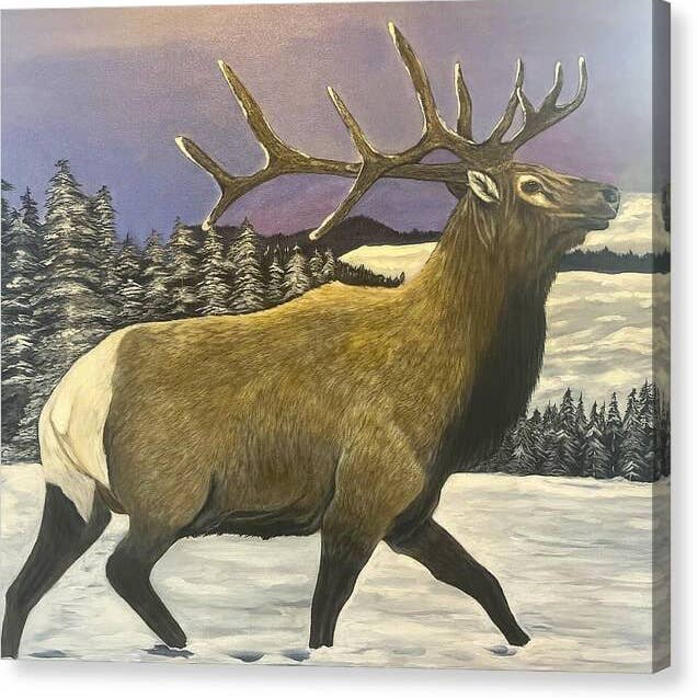 Bull Elk - Canvas Print 20" x 18" for wholesale by Leah Smith Art
