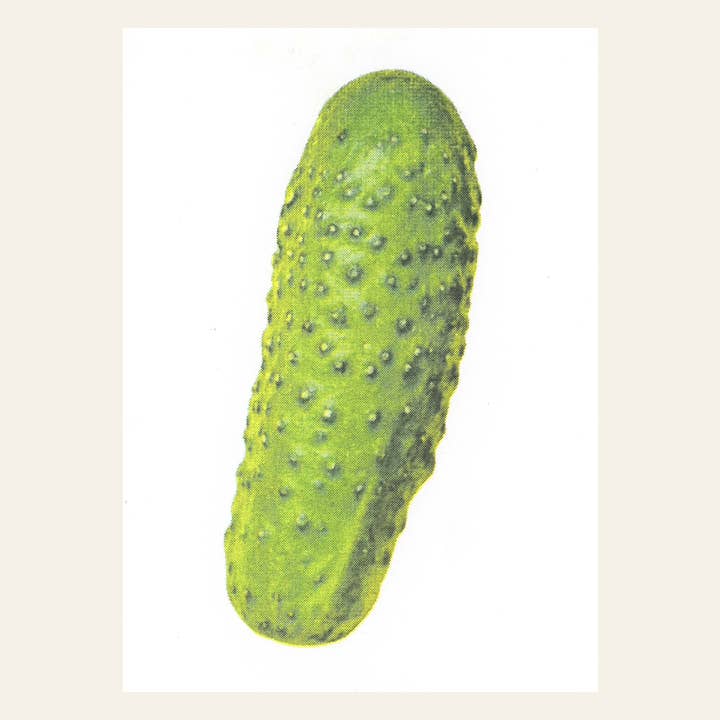 Postais de pepino em conserva por atacado de HERR & FRAU RIO