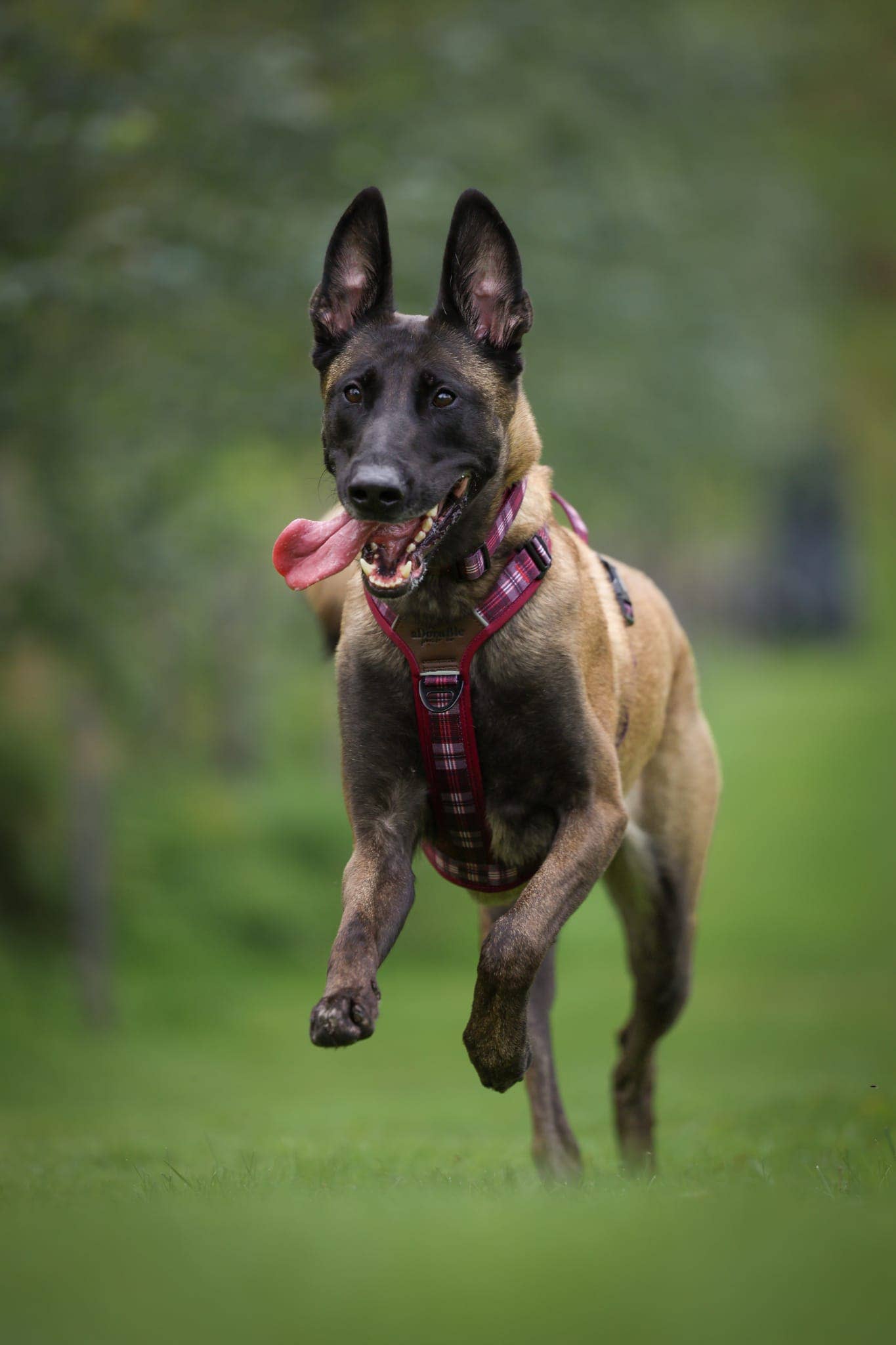 The aDoraBle Pooch Company - Wholesale Pet Harness - Dog - Streamline Pro™ Dog Harness - Heritage Collection - Merlot Manor19