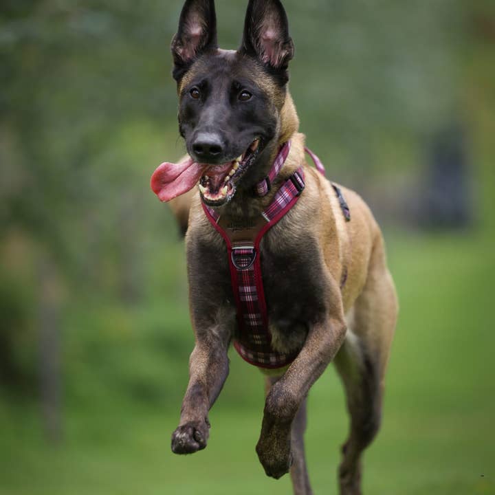 The aDoraBle Pooch Company - Wholesale Pet Harness - Dog - Streamline Pro™ Dog Harness - Heritage Collection - Merlot Manor19