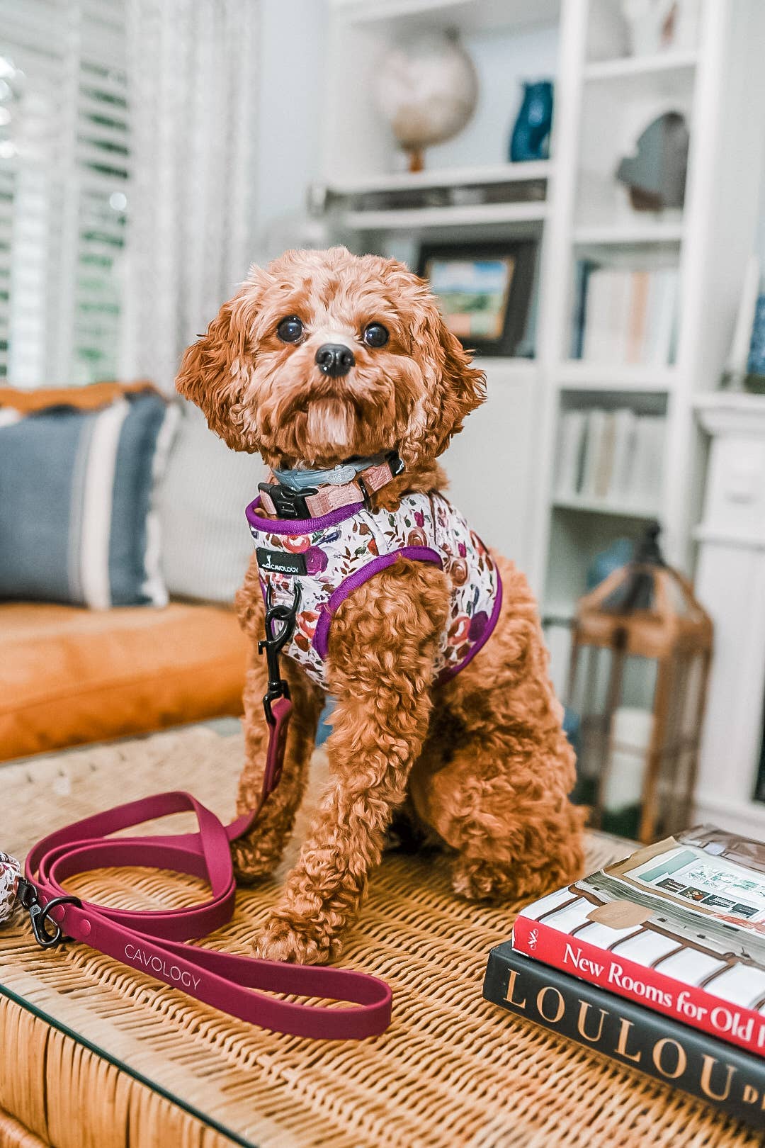 Cavology - Wholesale Pet Harness - Dog - Dog Vest Step-In Harness – Tea Rose Purple Plum Florals5