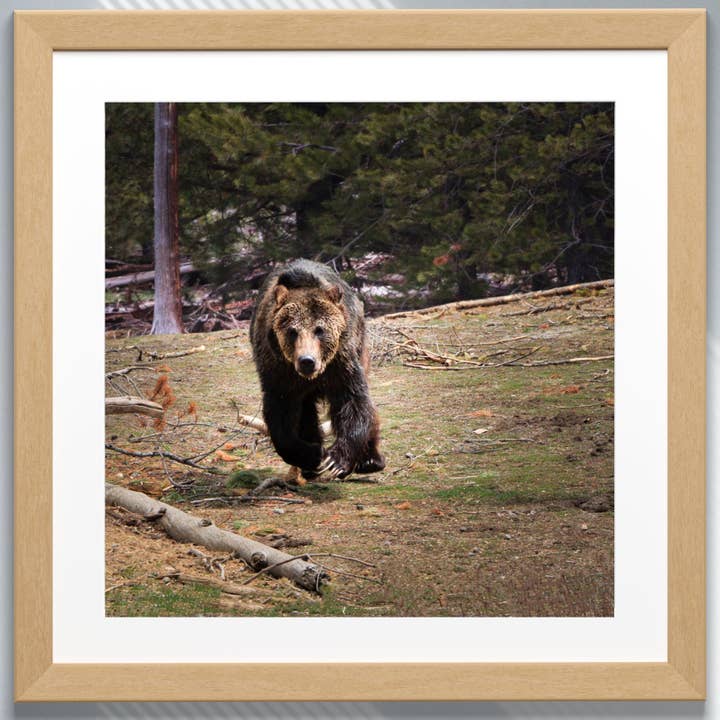 Fine Art Giclee Print - Running Grizzly Bear for wholesale by Natalie’s Art